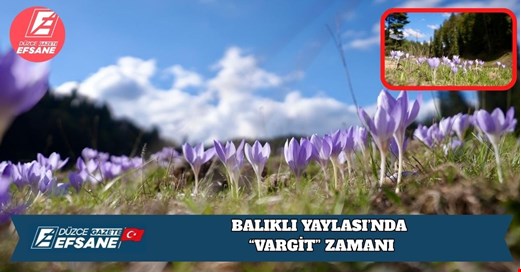 BALIKLI YAYLASI’NDA “VARGİT” ZAMANI