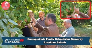 Cumayeri’nde Fındık Bahçelerine Samuray Arıcıkları Salındı