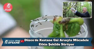 Düzce'de Kestane Gal Arısıyla Mücadele Etkin Şekilde Sürüyor