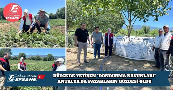 DÜZCE’DE YETİŞEN “DONDURMA KAVUNLARI” ANTALYA’DA PAZARLARIN GÖZDESİ OLDU