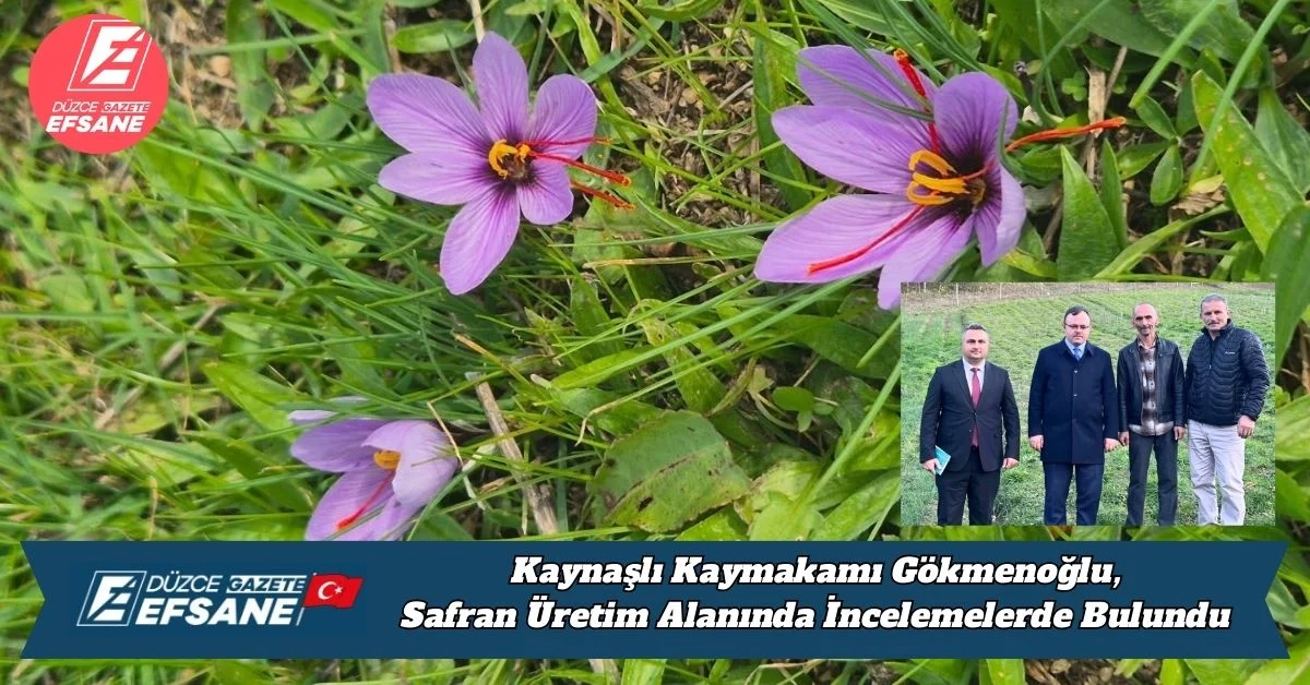 Kaynaşlı Kaymakamı Safran Üretim Alanında İncelemelerde Bulundu
