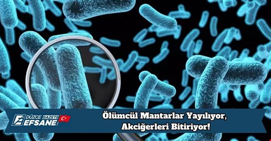Küresel Isınmanın Yeni Kabusu: Ölümcül Mantarlar Yayılıyor, Akciğerleri Bitiriyor!
