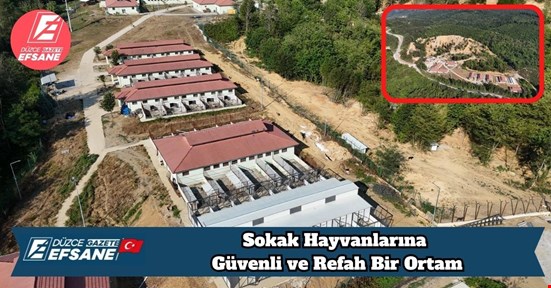 Sokak Hayvanlarına Güvenli ve Refah Bir Ortam