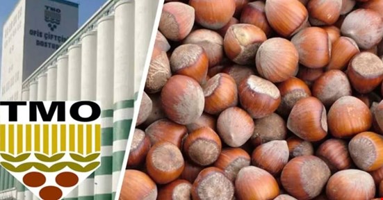 TMO FINDIK ALIMINA BU GÜN BAŞLIYOR