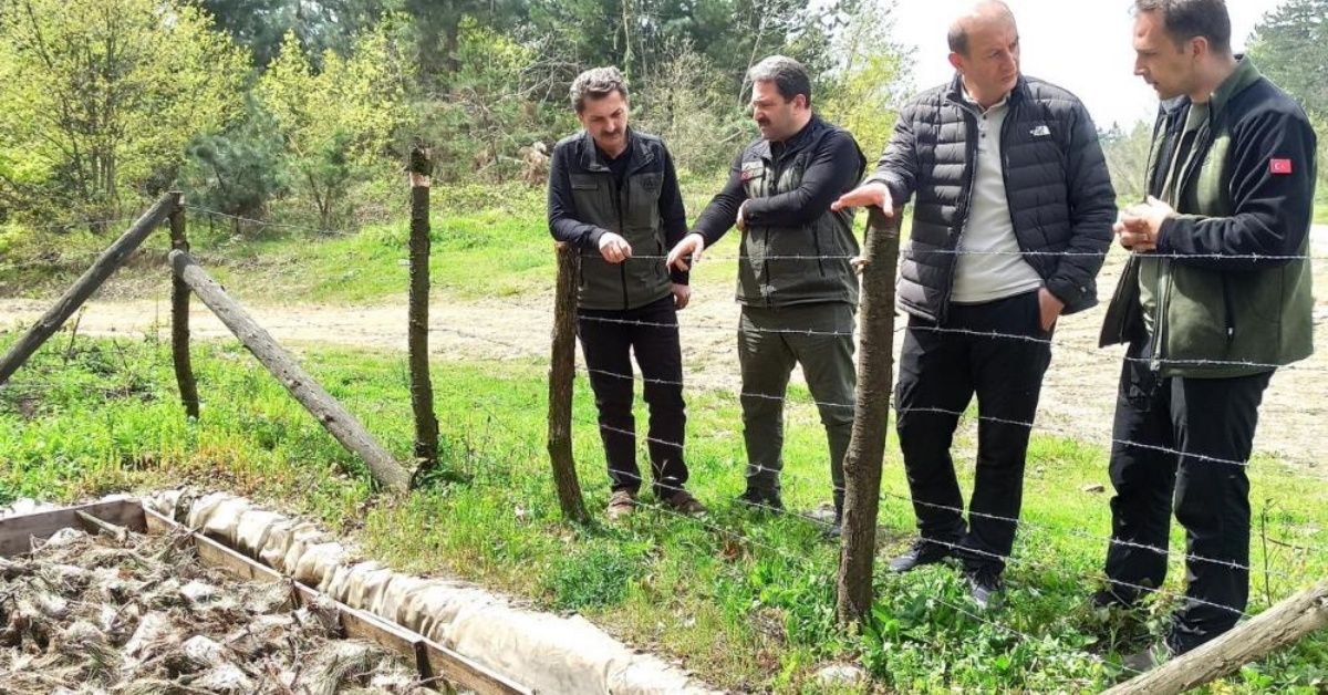 Çam kese böceğiyle mücadele başladı