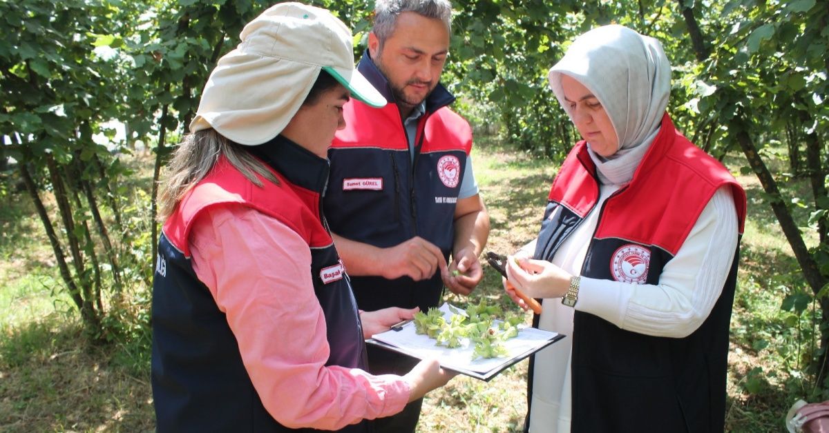 Düzce'de fındık hasat tarihleri belli oldu