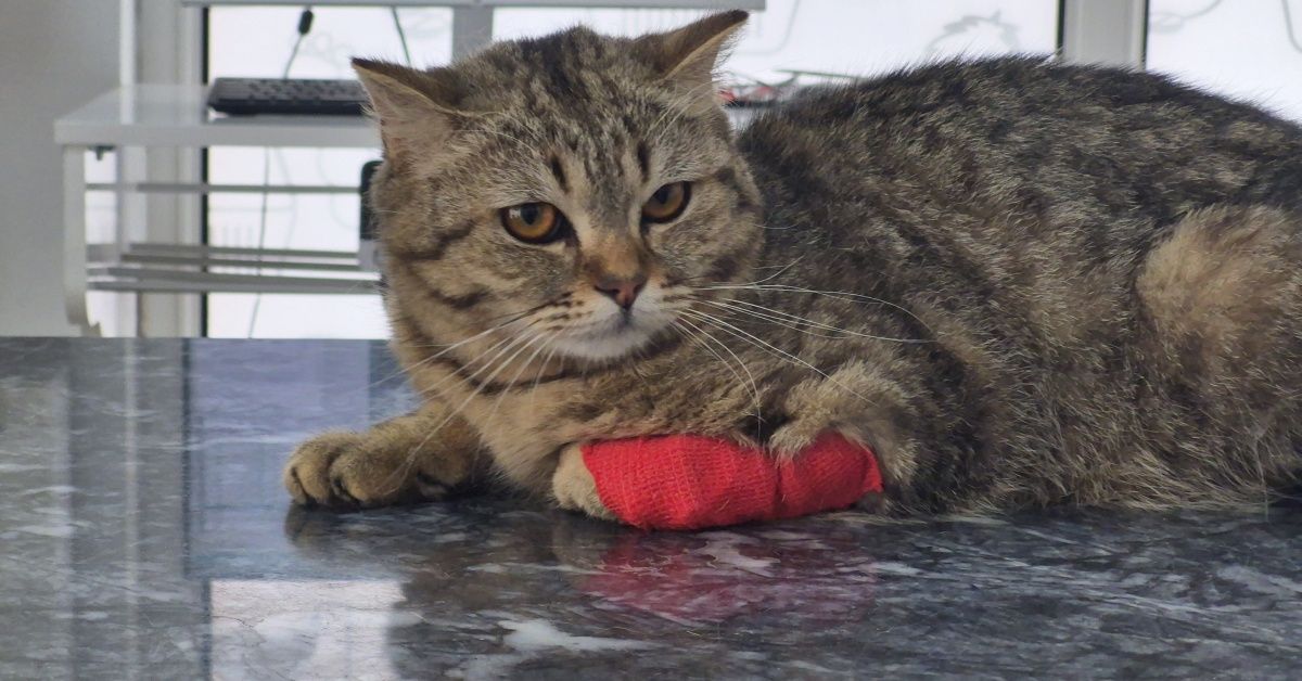 Düzce'den 420,3 ton kedi köpek maması ihraç edildi