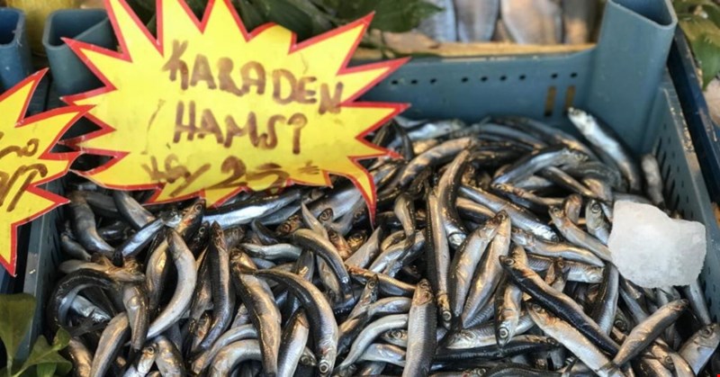 Hamsi sezonu kapandı!