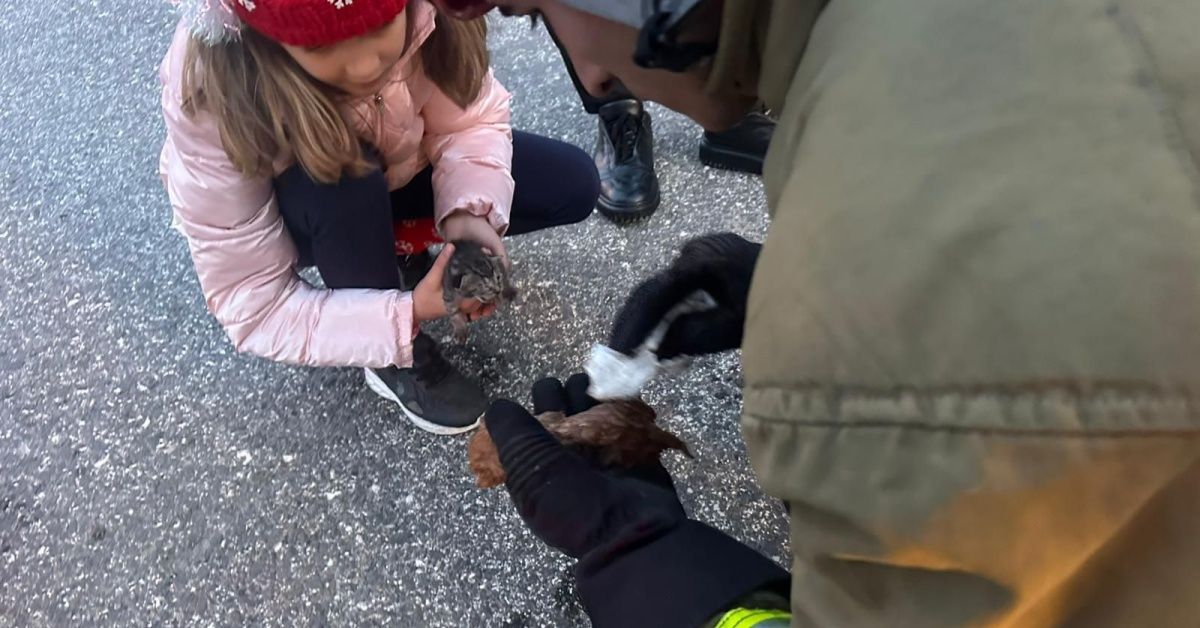 Kanala düşen yavru kedilere kalp masajı
