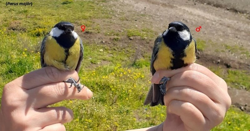 Kuş halkalama çalışması yapıldı