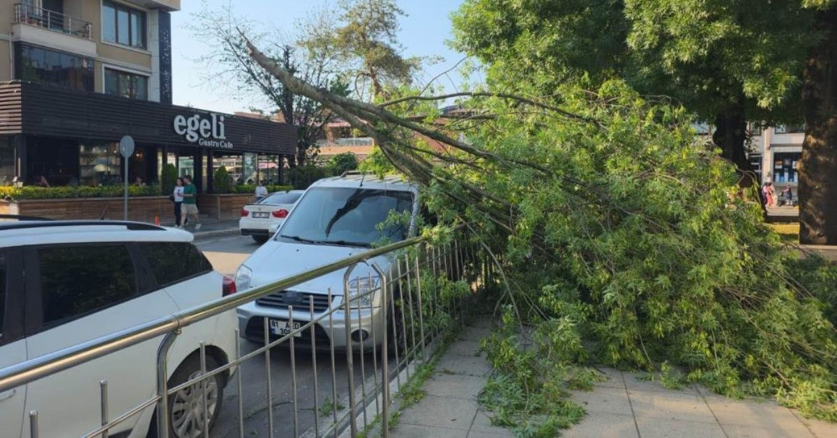 Üzerine ağaç devrilen araca hatalı park cezası