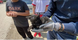 Yaramaz yavru kedi, itfaiye ekiplerini uğraştırdı