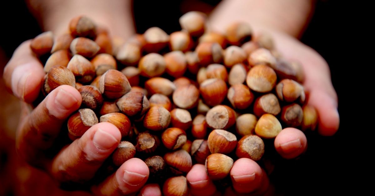 YILIN İLK ÇEYREĞİNDE 2.784 TON FINDIK İHRAÇ EDİLDİ