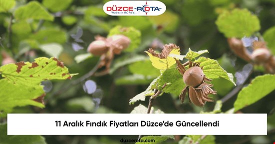 11 Aralık Fındık Fiyatları Düzce’de Güncellendi