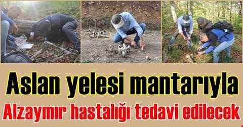 Aslan yelesi mantarıyla Alzaymır hastalığı tedavi