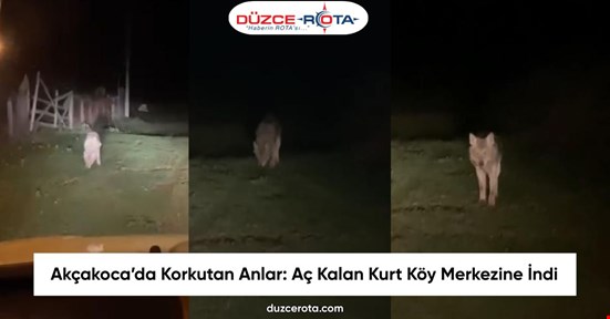 Akçakoca’da Korkutan Anlar: Aç Kalan Kurt Köy Merkezine İndi