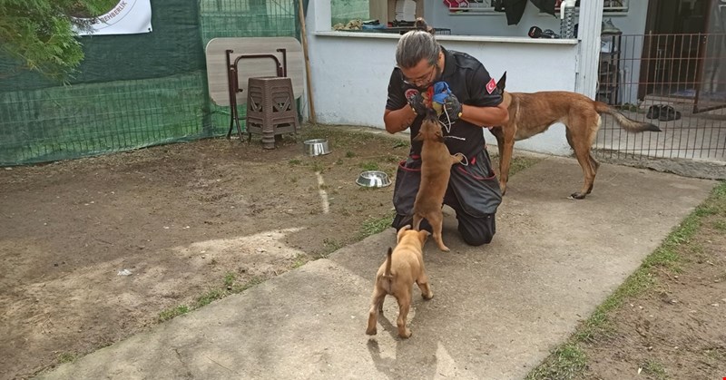 Arama kurtarma köpeklerinin zorlu eğitimi
