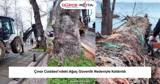 Çınar Caddesi’ndeki Ağaç Güvenlik Nedeniyle Kaldırıldı
