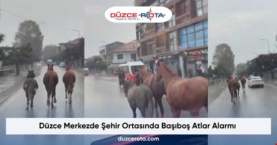Düzce Merkezde Şehir Ortasında Başıboş Atlar Alarmı