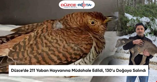 Düzce’de 211 Yaban Hayvanına Müdahale Edildi, 130’u Doğaya Salındı