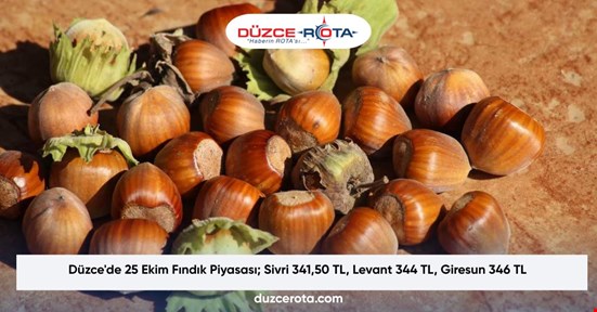 Düzce'de 25 Ekim Fındık Piyasası; Sivri 341,50 TL, Levant 344 TL, Giresun 346 TL