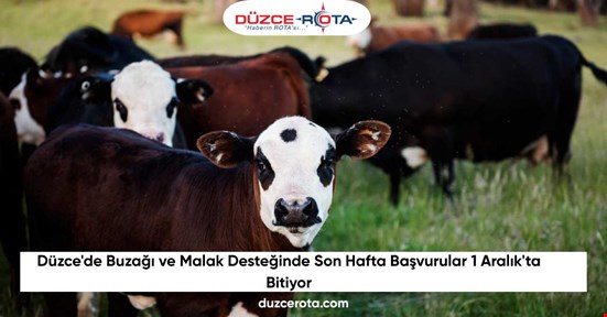 Düzce'de Buzağı ve Malak Desteğinde Son Hafta Başvurular 1 Aralık'ta Bitiyor