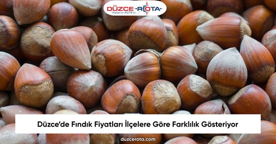 Düzce’de Fındık Fiyatları İlçelere Göre Farklılık Gösteriyor