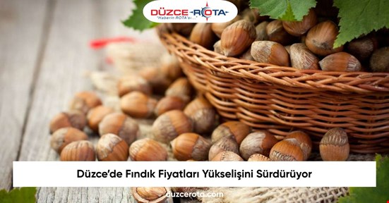 Düzce’de Fındık Fiyatları Yükselişini Sürdürüyor