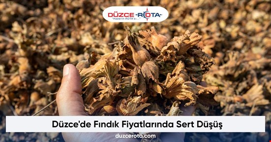 Düzce'de Fındık Fiyatlarında Sert Düşüş