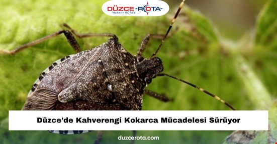 Düzce'de Kahverengi Kokarca Mücadelesi Sürüyor