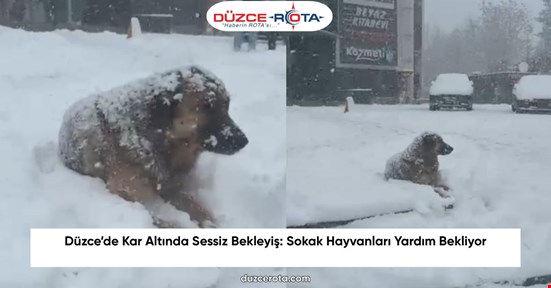 Düzce’de Kar Altında Sessiz Bekleyiş: Sokak Hayvanları Yardım Bekliyor