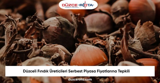 Düzceli Fındık Üreticileri Serbest Piyasa Fiyatlarına Tepkili