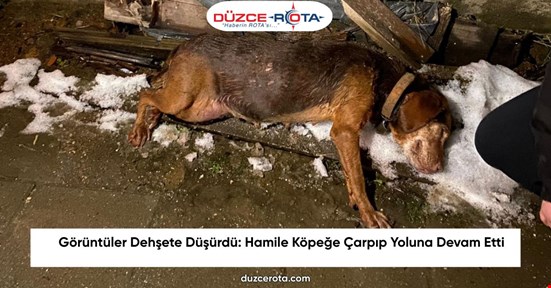 Görüntüler Dehşete Düşürdü: Hamile Köpeğe Çarpıp Yoluna Devam Etti