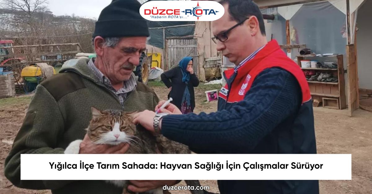 Yığılca İlçe Tarım Sahada: Hayvan Sağlığı İçin Çalışmalar Sürüyor