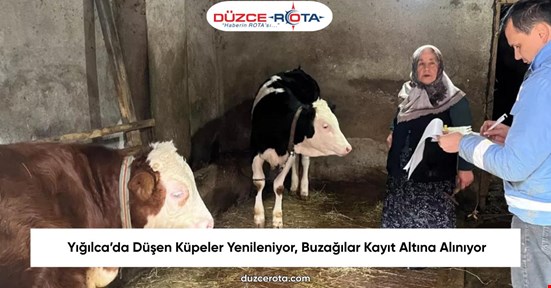 Yığılca’da Düşen Küpeler Yenileniyor, Buzağılar Kayıt Altına Alınıyor