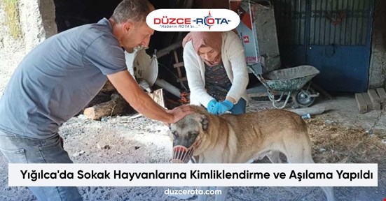Yığılca'da Sokak Hayvanlarına Kimliklendirme ve Aşılama Yapıldı