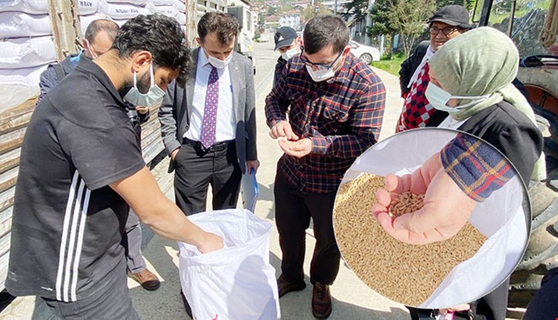 38 TON ÇELTİK TOHUMU DAĞITILDI