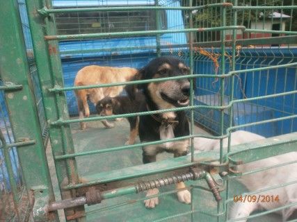 Kopek Barinagi Tasindi Duzce Yerel Haber