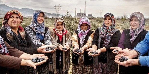 Danıştay santral yapılamaz kararına itiraz edilemeyecek, Yırcalılar kesilen 6 bin zeytin için hareke