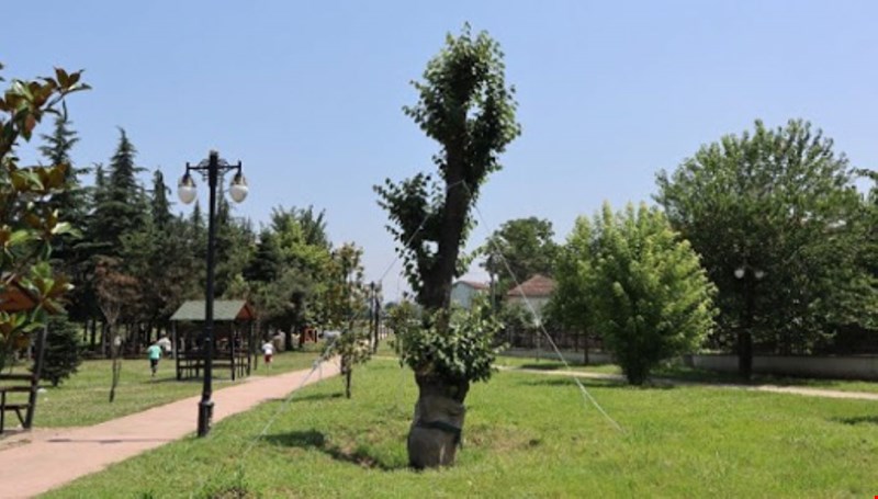 AĞAÇLAR YEŞİLLENMEYE BAŞLADI