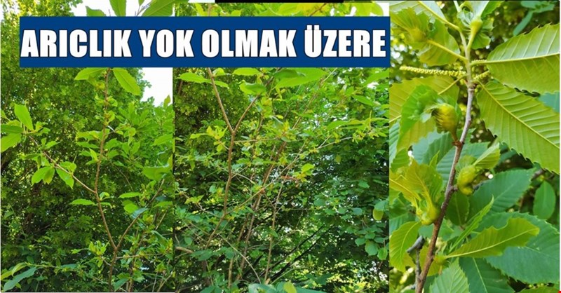 Gal arısı alarmı… Akçakoca’da görülmeye başlandı