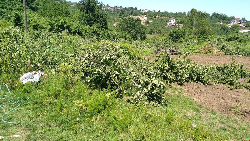 Hastane İnşaatı İçin Fındık Ağaçları Kesilmeye Başlandı