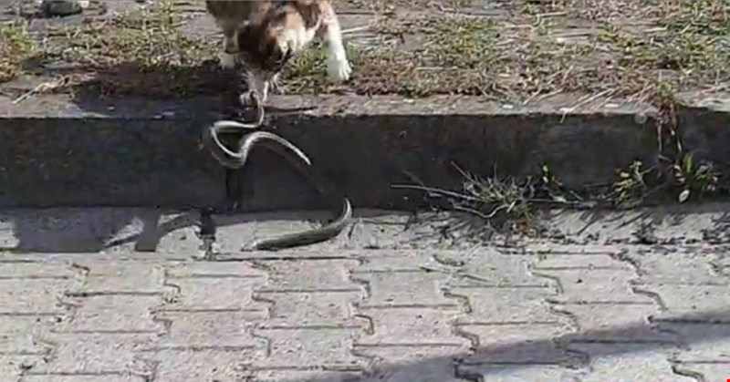 Kedinin pençeleri yılanı kaçırdı