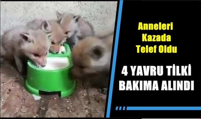 Tilki yavruları koruma altına alındı