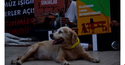 Afyonkarahisar'da sokak hayvanlarını beslemek yasaklandı