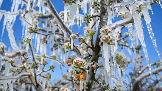 Uzmanlardan zirai don uyarısı: Çiftçi yeni tehlikeye hazır olmalı