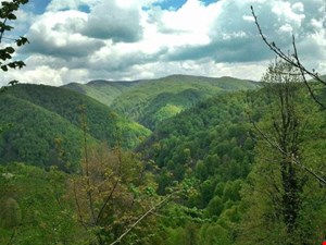 Yeni yönetmelikle 248 bin hektar muhafaza ormanı madencilik tehdidi altında