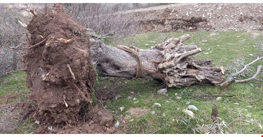 Zeytin ağaçlarının kaderi şirketlerin maaşlı profesörlerine bırakıldı