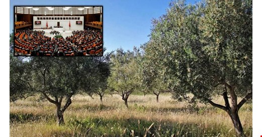 Zeytinlikleri ranta açan yasa Meclis'ten geçti: İlk 18 madde kabul edildi