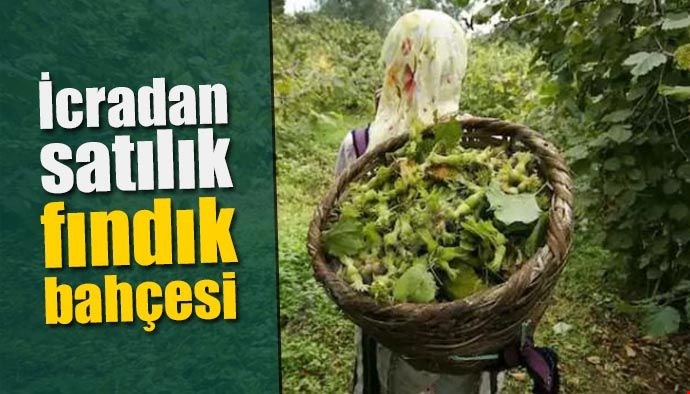 10 DÖNÜM FINDIKLIK İCRADAN SATIŞA ÇIKARILDI...